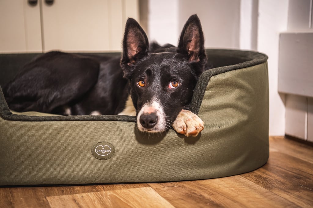Dog lying in a green Le Chameau dog bed